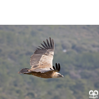 گونه کرکس Eurasian Griffon Vulture